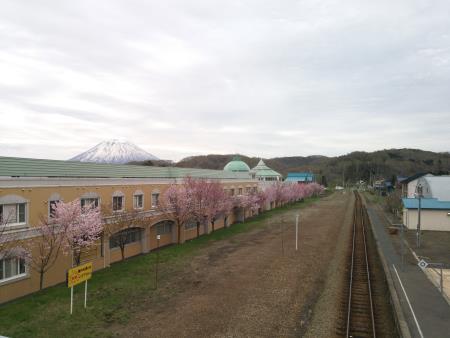 昆布駅の桜と羊蹄山/2016.5.6