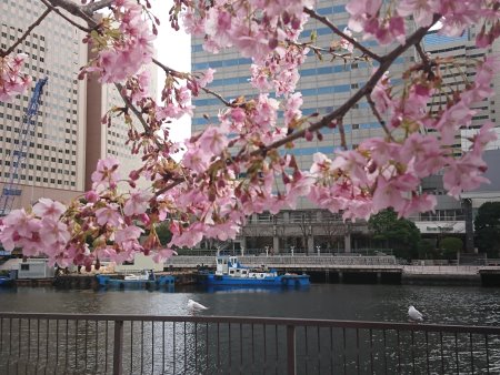 天王洲運河の河津桜(2)/2017.2.10