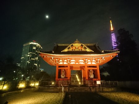 芝公園から眺める東京タワー／ダイヤモンドヴェール・ドリームピンク(1)/2017.3.4