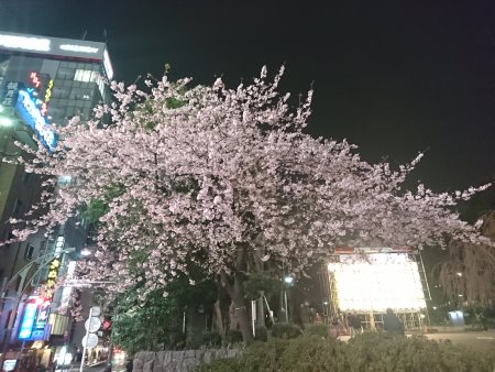 上野恩賜公園入口の桜(1)/2017.3.17
