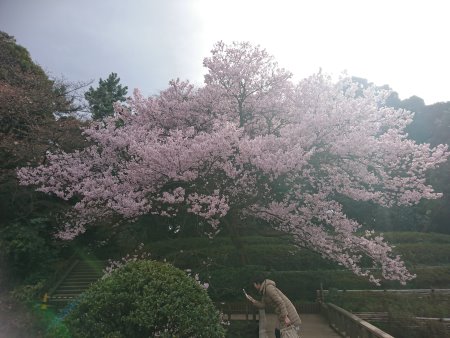 新宿御苑の桜(1)/2017.3.24