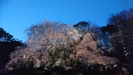 六義園のしだれ桜(1)/2017.4.2