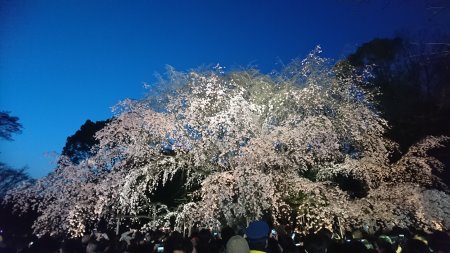 六義園のしだれ桜(1)/2017.4.2