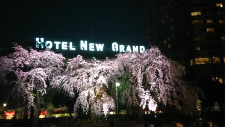 山下公園のしだれ桜 ライトアップ(1)/2017.4.4