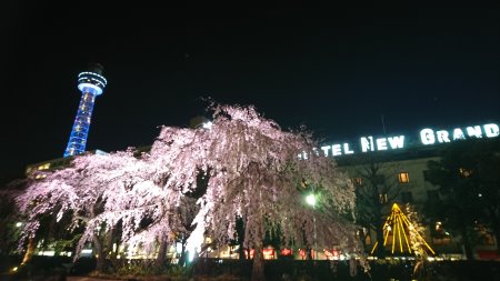山下公園のしだれ桜 ライトアップ(2)/2017.4.4