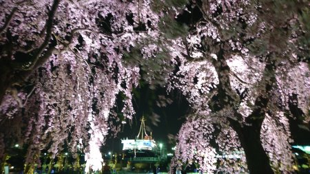 山下公園のしだれ桜 ライトアップ(3)/2017.4.4