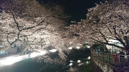 東宝スタジオ前の桜ライトアップ(2)/2017.4.5