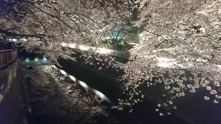 東宝スタジオ前の桜ライトアップ(3)/2017.4.5