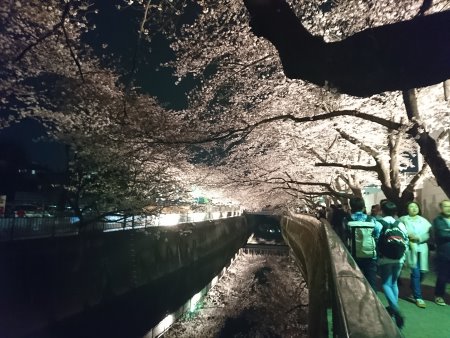 東宝スタジオ前の桜ライトアップ(4)/2017.4.5