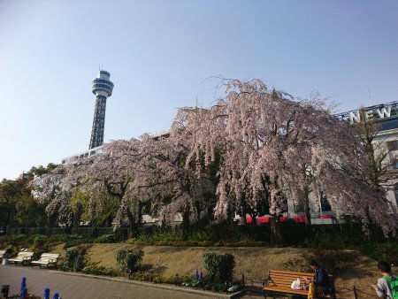 山下公園のしだれ桜(2)/2017.4.6