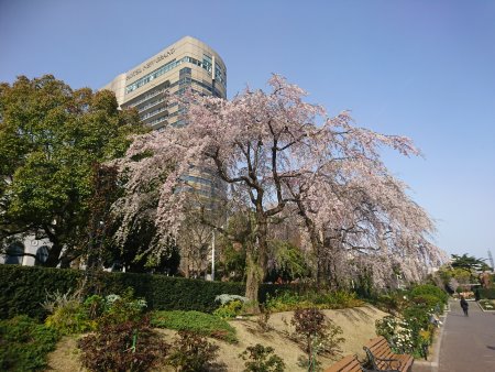 山下公園のしだれ桜(3)/2017.4.6