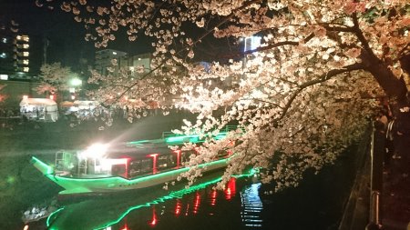 大岡川の桜 ライトアップ(2)/2017.4.7