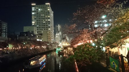 大岡川の桜 ライトアップ(3)/2017.4.7