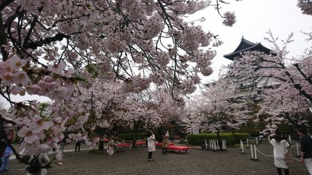 犬山城と桜(2)/2017.4.8