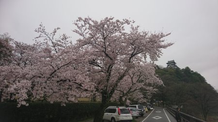 犬山城と桜(3)/2017.4.8