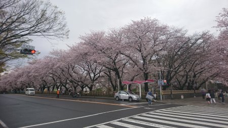 名古屋城の桜(1)/2017.4.9