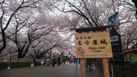 名古屋城の桜(2)/2017.4.9