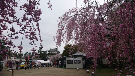 名古屋城の桜(3)/2017.4.9