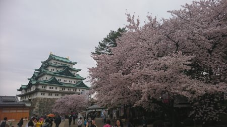 名古屋城の桜(4)/2017.4.9