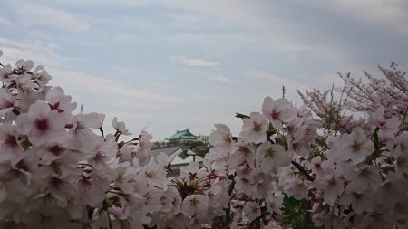 名古屋城の桜(5)/2017.4.9