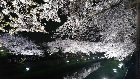 調布・野川の桜のライトアップ(1)/2017.4.12