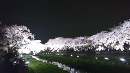 調布・野川の桜のライトアップ(2)/2017.4.12