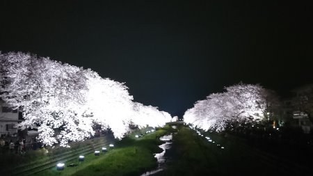 調布・野川の桜のライトアップ(3)/2017.4.12