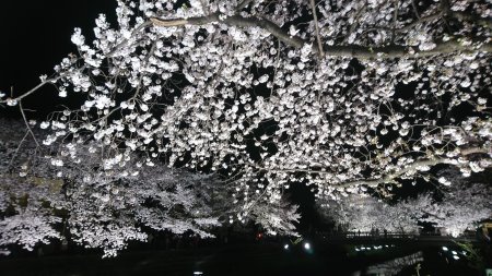 調布・野川の桜のライトアップ(4)/2017.4.12