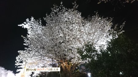 調布・野川の桜のライトアップ(5)/2017.4.12