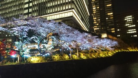 東京ガーデンテラス紀尾井町の桜 ライトアップ(1)/2017.4.14
