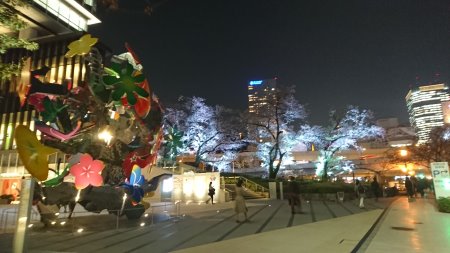 東京ガーデンテラス紀尾井町の桜 ライトアップ(2)/2017.4.14