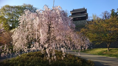 上田城跡公園のしだれ桜(2)/2017.4.22