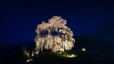 和美の桜 ライトアップ(1)/2017.4.22
