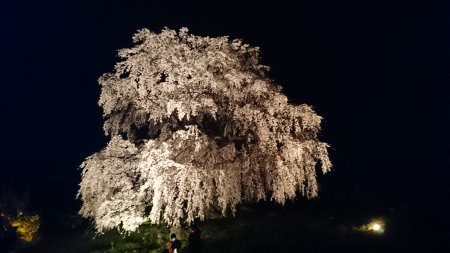 和美の桜 ライトアップ(2)/2017.4.22