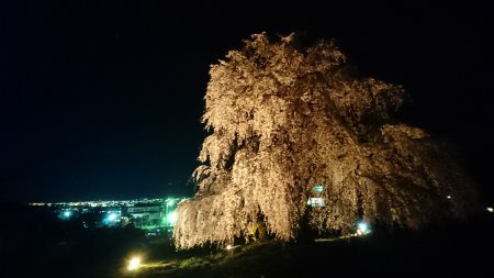 和美の桜 ライトアップ(3)/2017.4.22