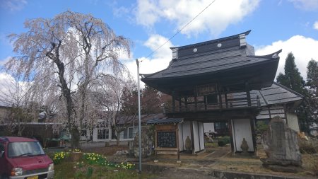 飯綱町 長谷寺のしだれ桜 /2017.4.23