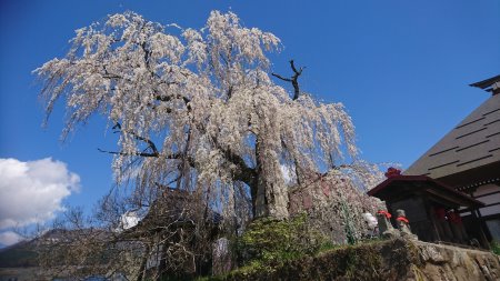 宇木の古代桜めぐり・隆谷寺のしだれ桜/2017.4.23