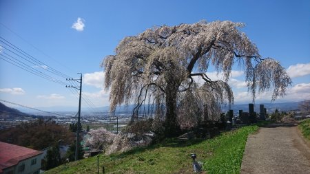 宇木の古代桜めぐり・大久保のしだれ桜/2017.4.23