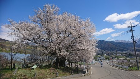 宇木の古代桜めぐり・千歳桜/2017.4.23