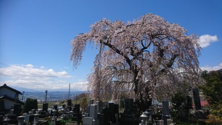 宇木の古代桜めぐり・宇木区民会館前のしだれ桜/2017.4.23