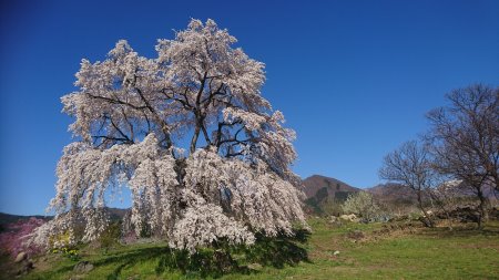 和美の桜/2017.4.23