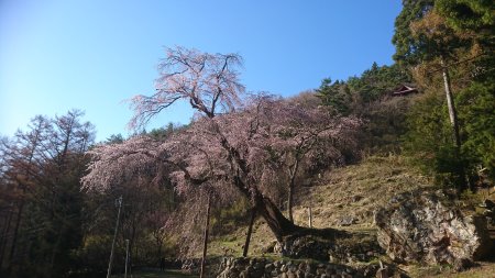 赤和観音のしだれ桜/2017.4.23