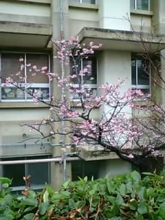雨に濡れた桜