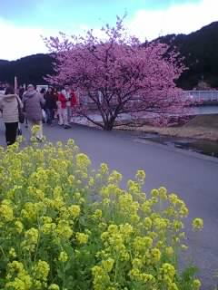 下賀茂みなみの桜