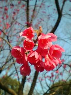 上野公園の早咲きの桜(カンヒザクラ)