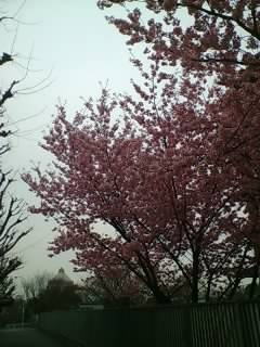 外務省の桜