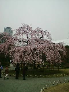 小石川後楽園のしだれ桜
