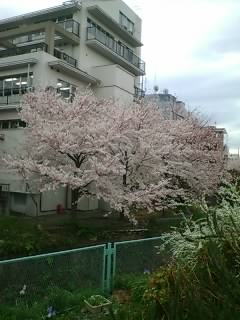 ご近所の桜(笑)