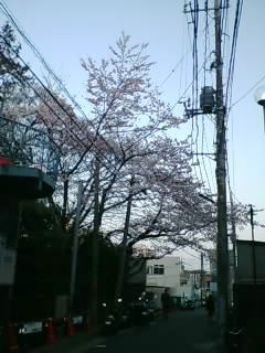 仕事先近くの桜