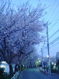 戸塚税務署前の桜
